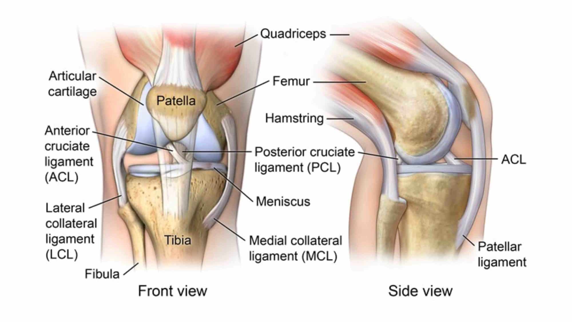 ANATOMIA DO JOELHO 1