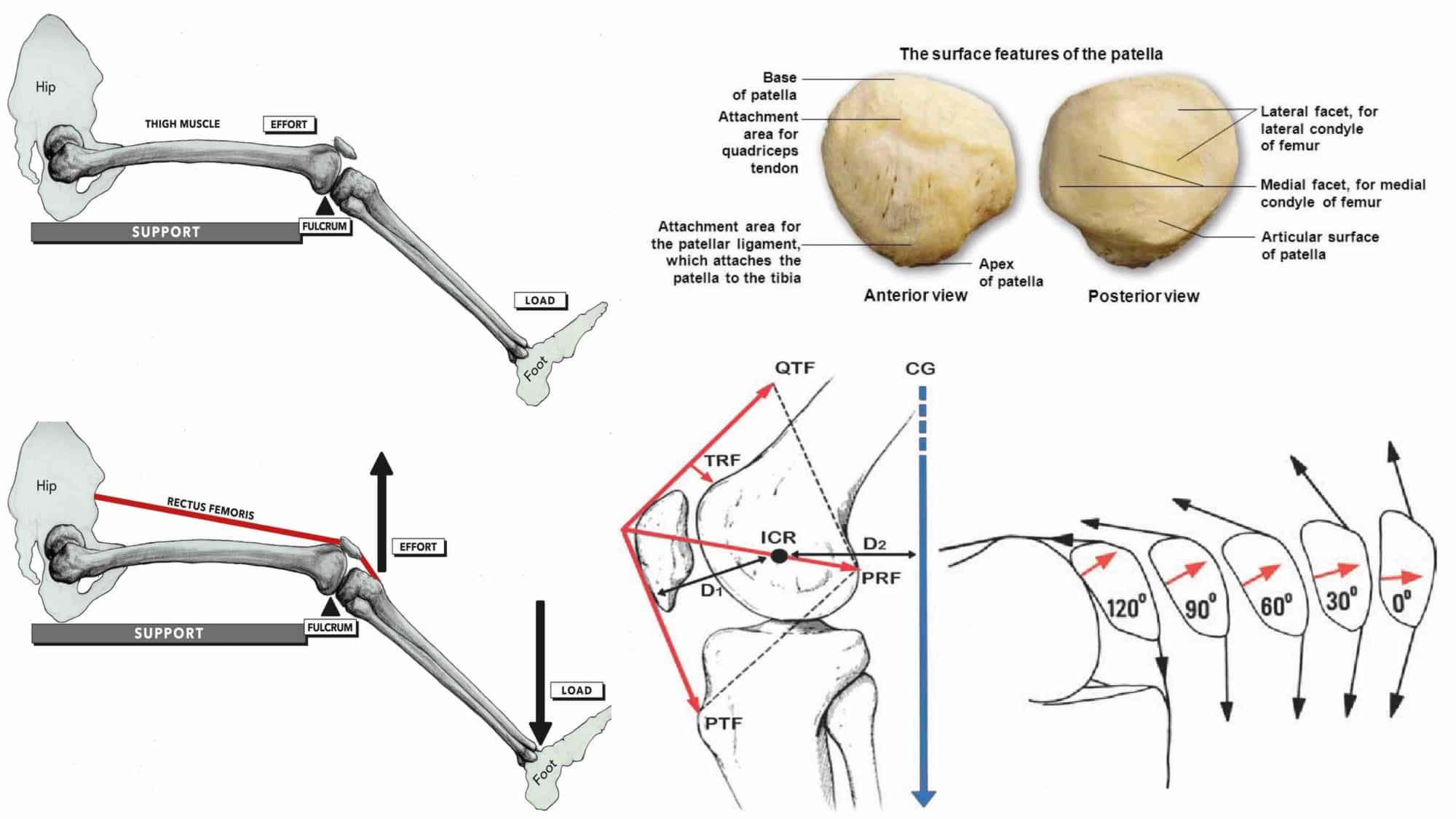 ANATOMIA DO JOELHO 14