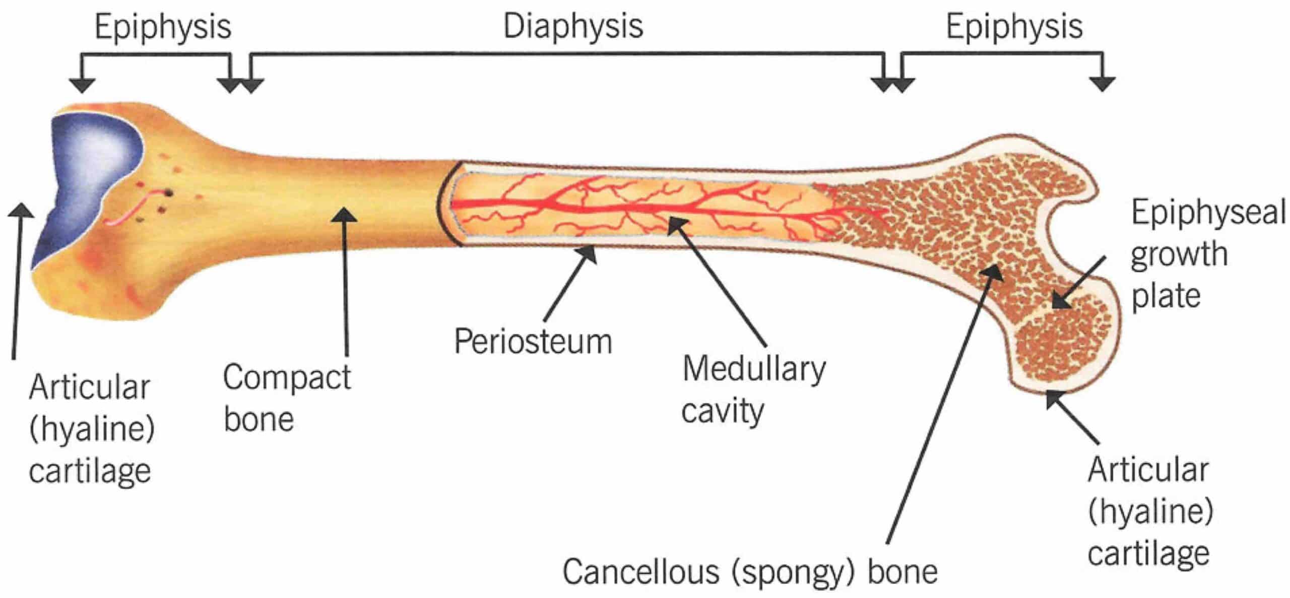 EDEMA ÓSSEO - ANATOMIA