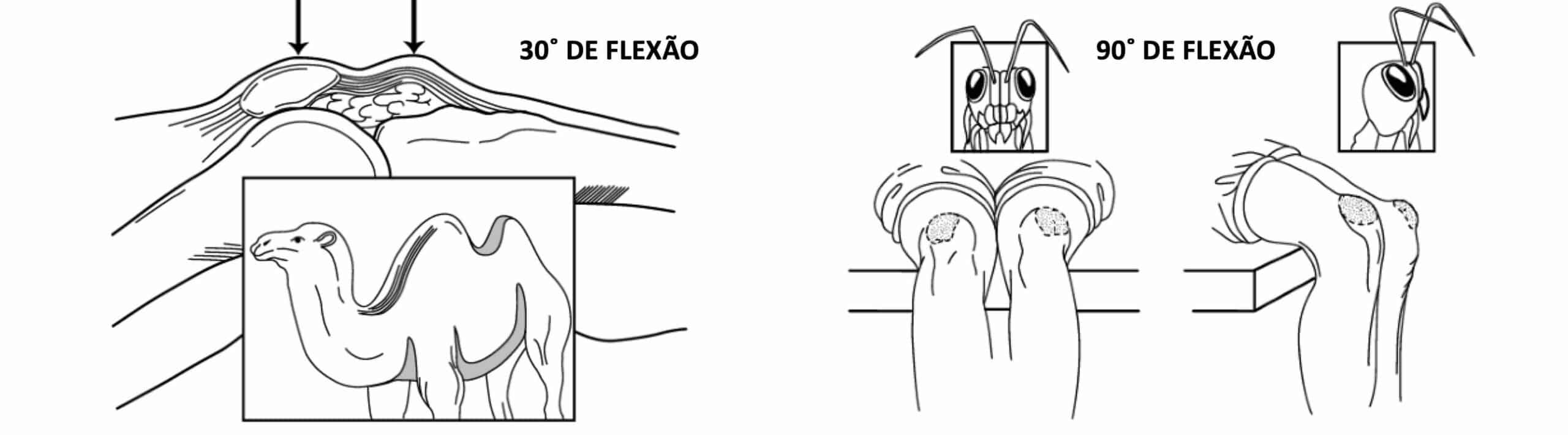 SINAL DO CAMELO E SINAL DOS OLHOS DO GAFANHOTO