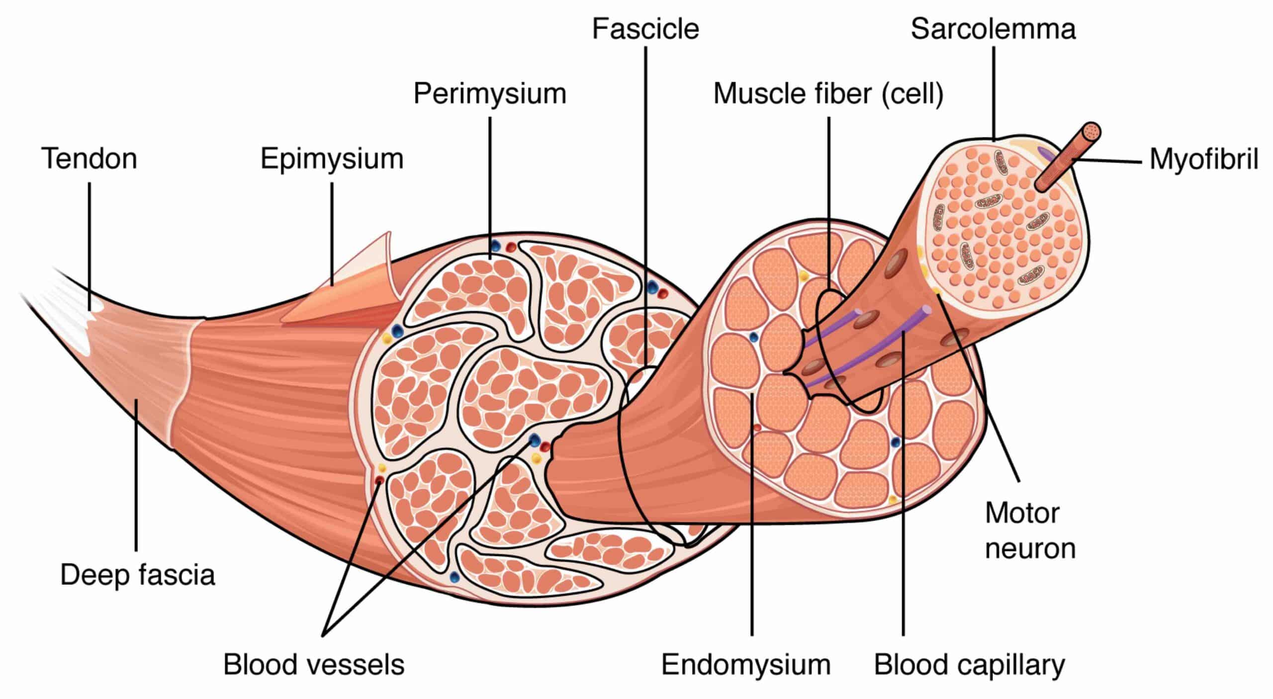 FIBRA MUSCULAR