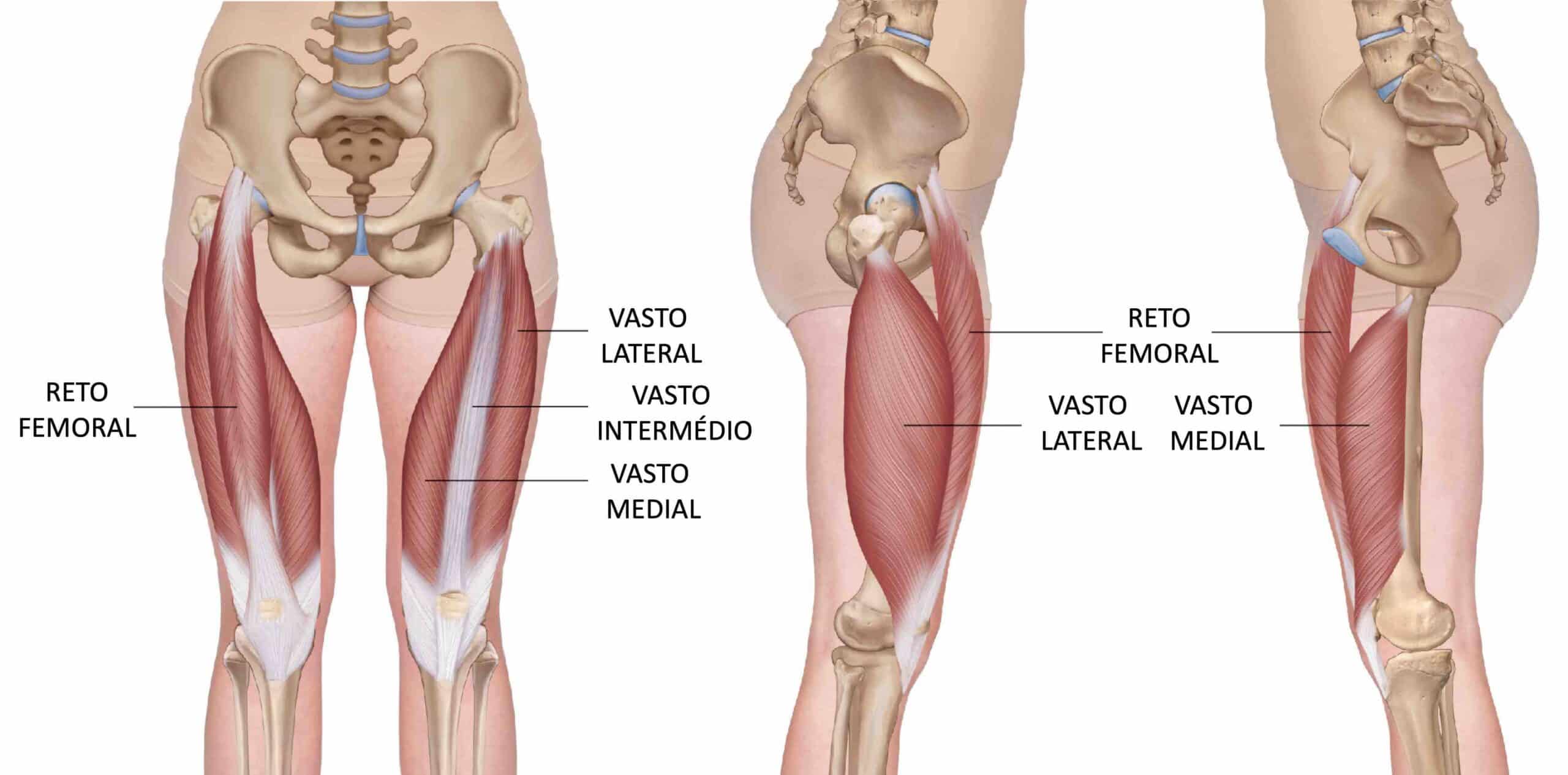 QUADRÍCEPS FEMORAL