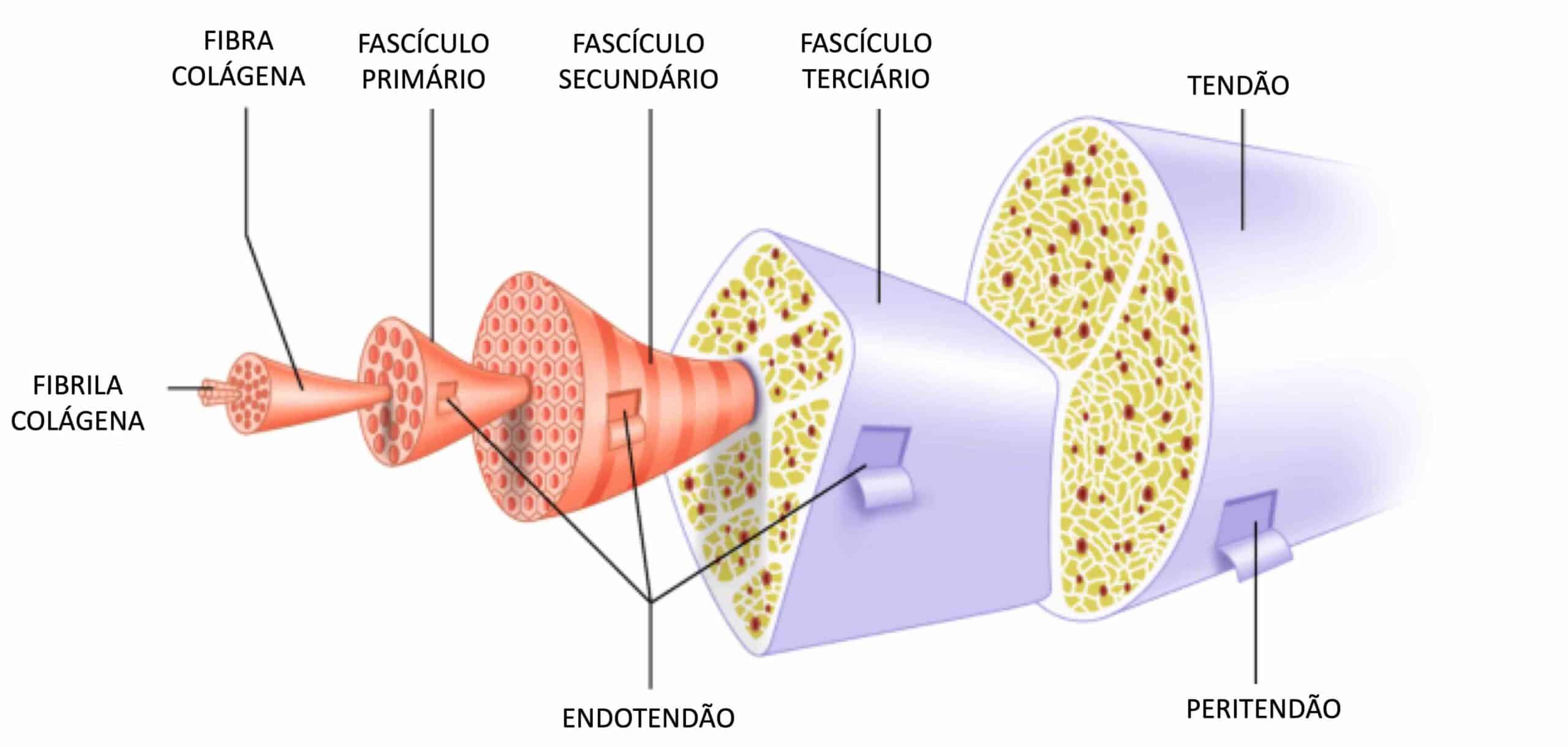 TENDÃO