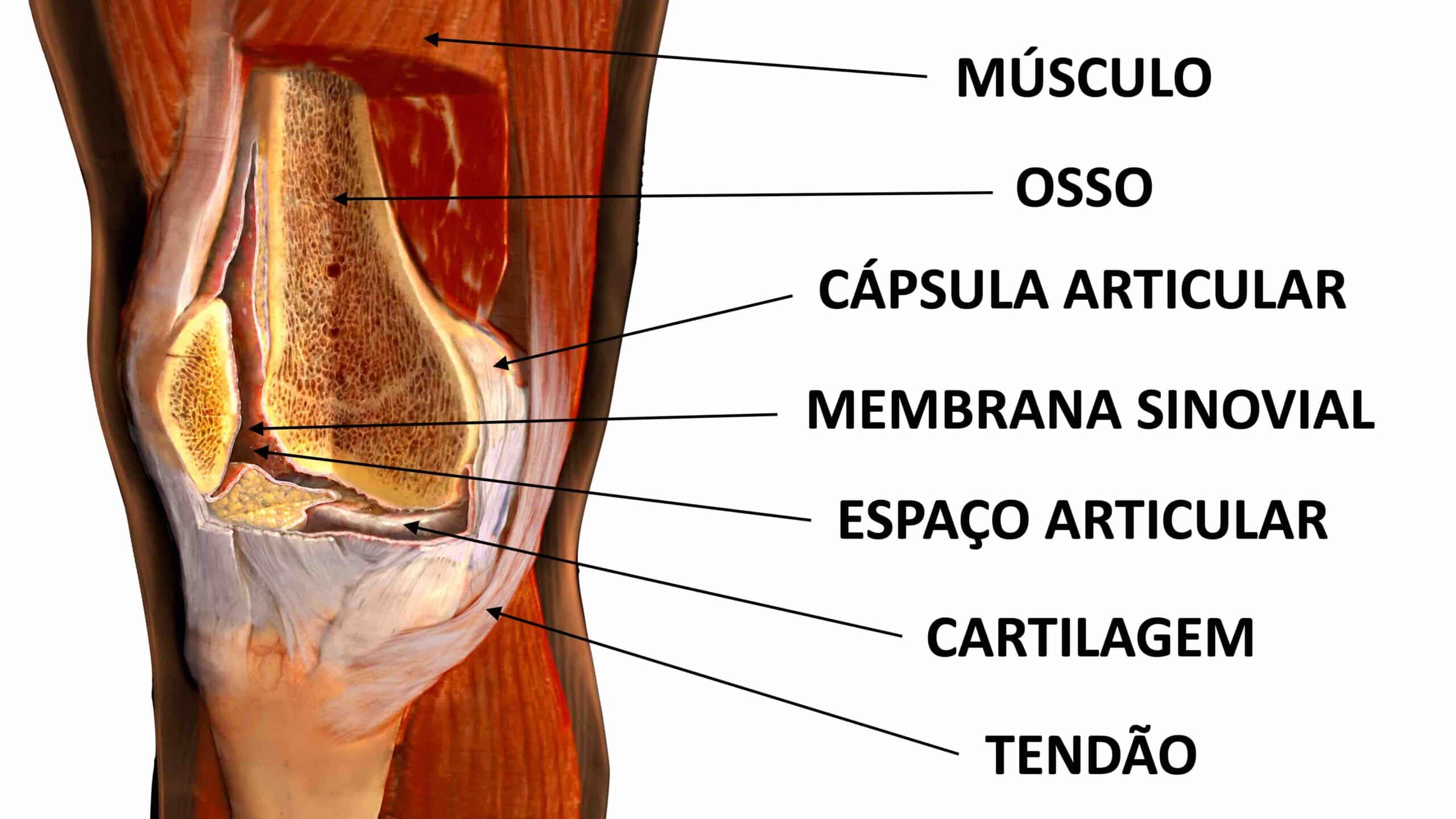 MEMBRANA SINOVIAL DO JOELHO