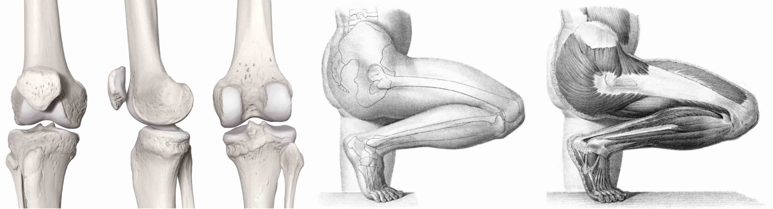 ANATOMIA JOELHO HUMANO