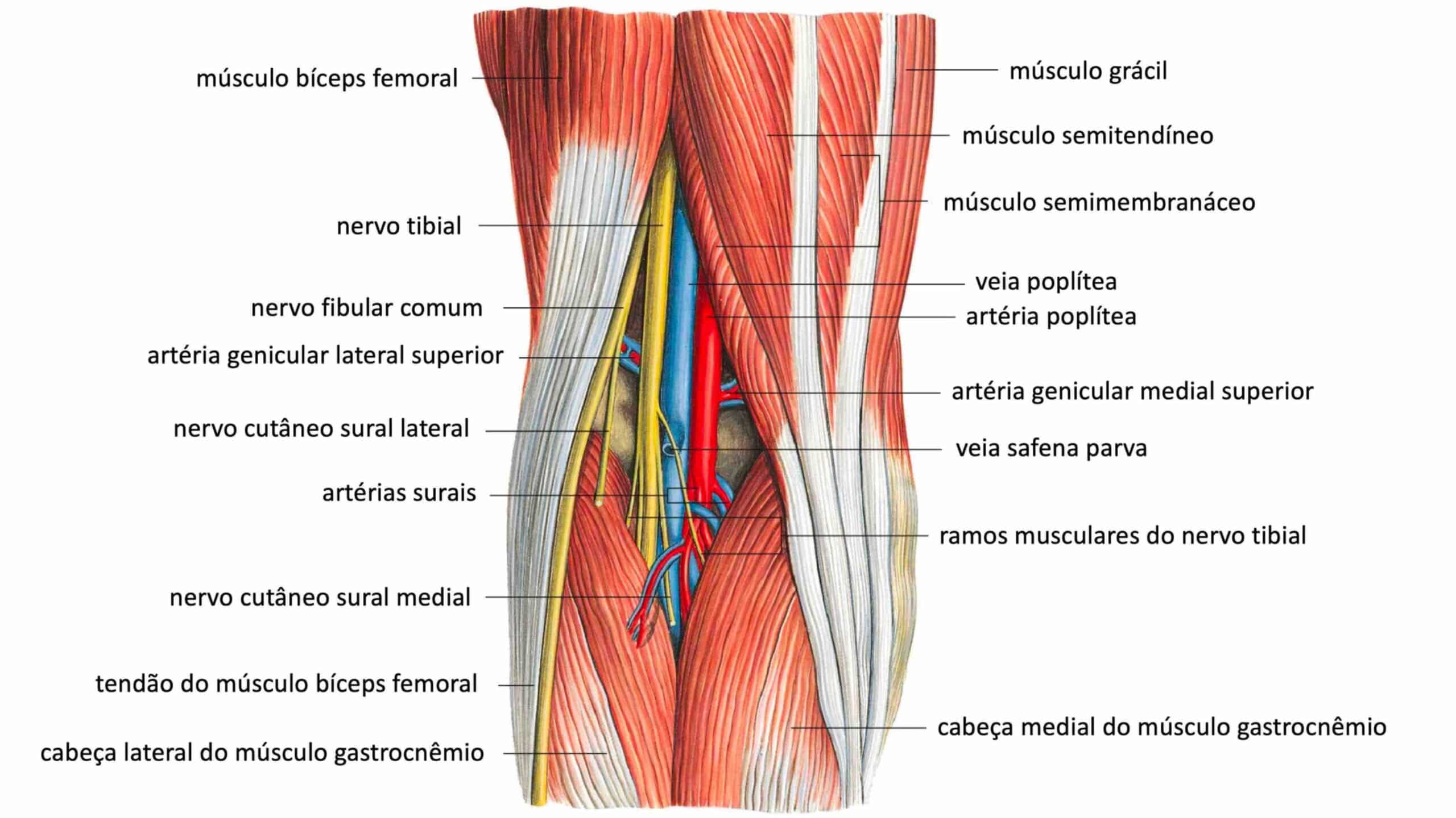 ANATOMIA FOSSA POPLÍTEA ANATOMIA FOSSA POPLÍTEA