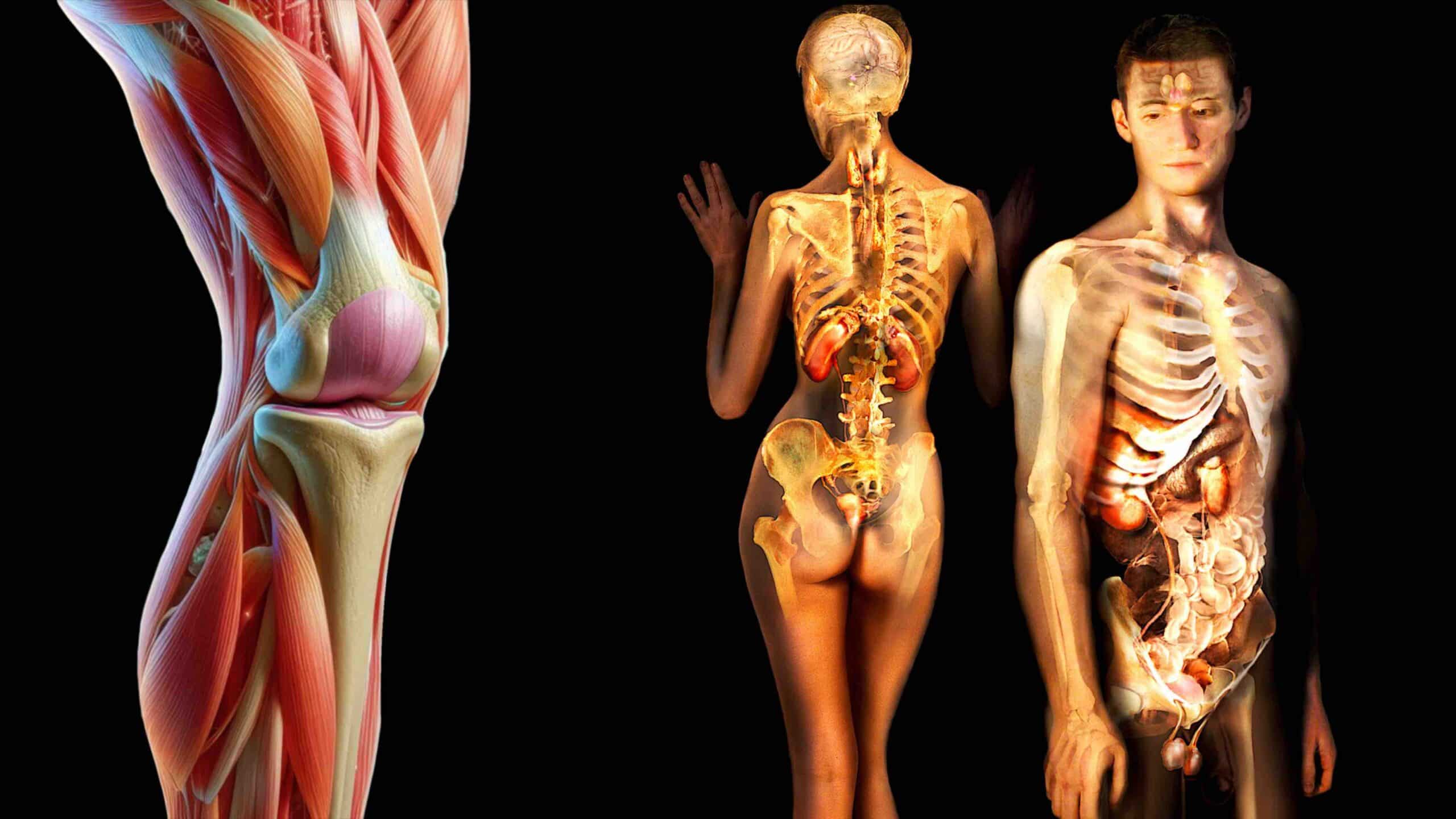 INFLUÊNCIA HORMONAL NO JOELHO INFLUÊNCIA HORMONAL NO JOELHO