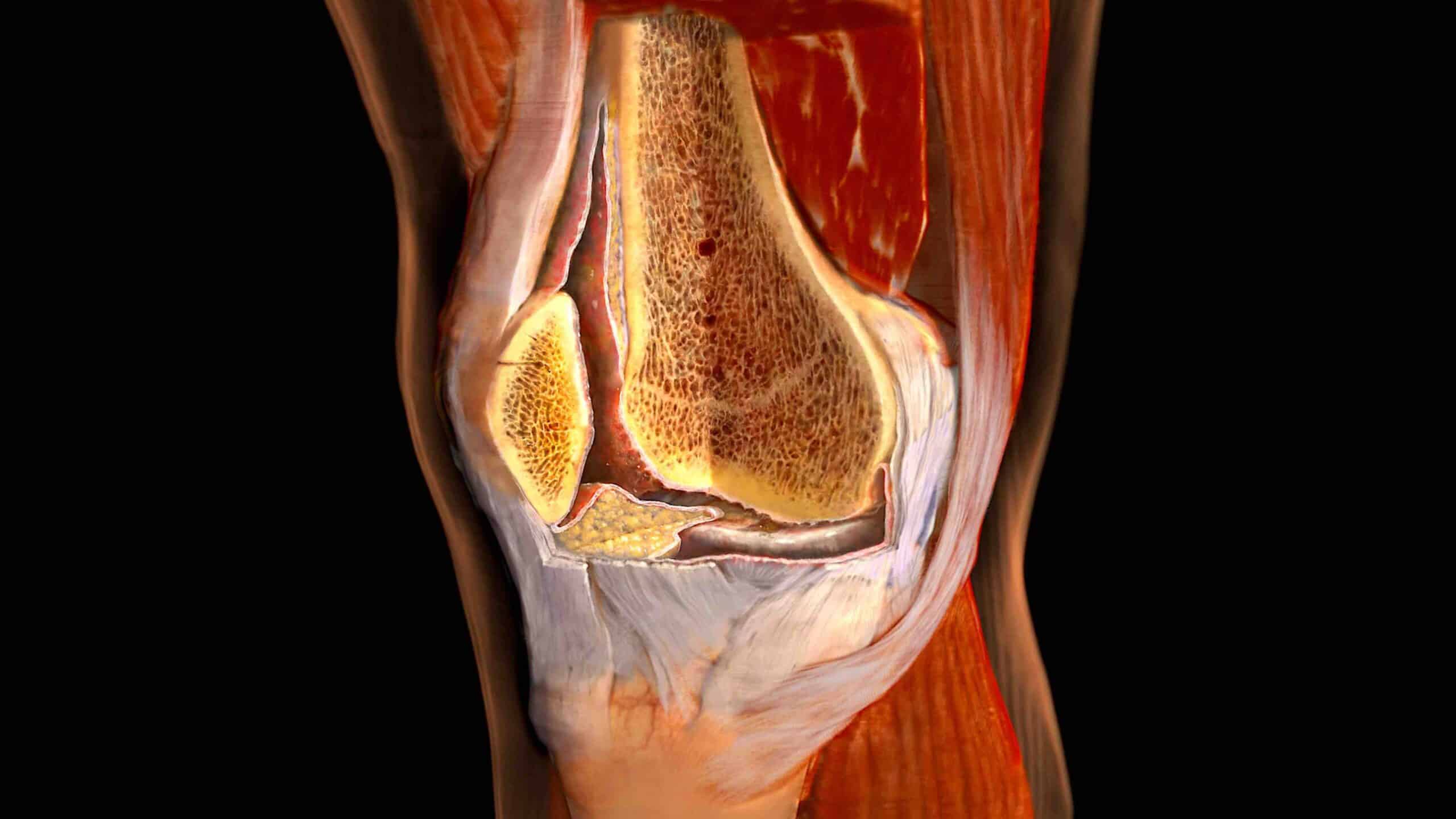 FISIOLOGIA DA CARTILAGEM DO JOELHO