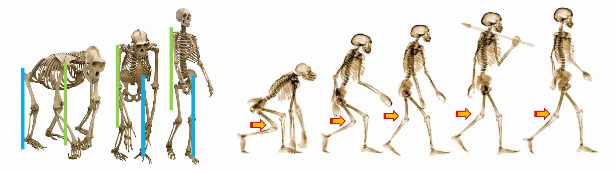 EVOLUÇÃO DO JOELHO HUMANO EVOLUÇÃO DO JOELHO HUMANO